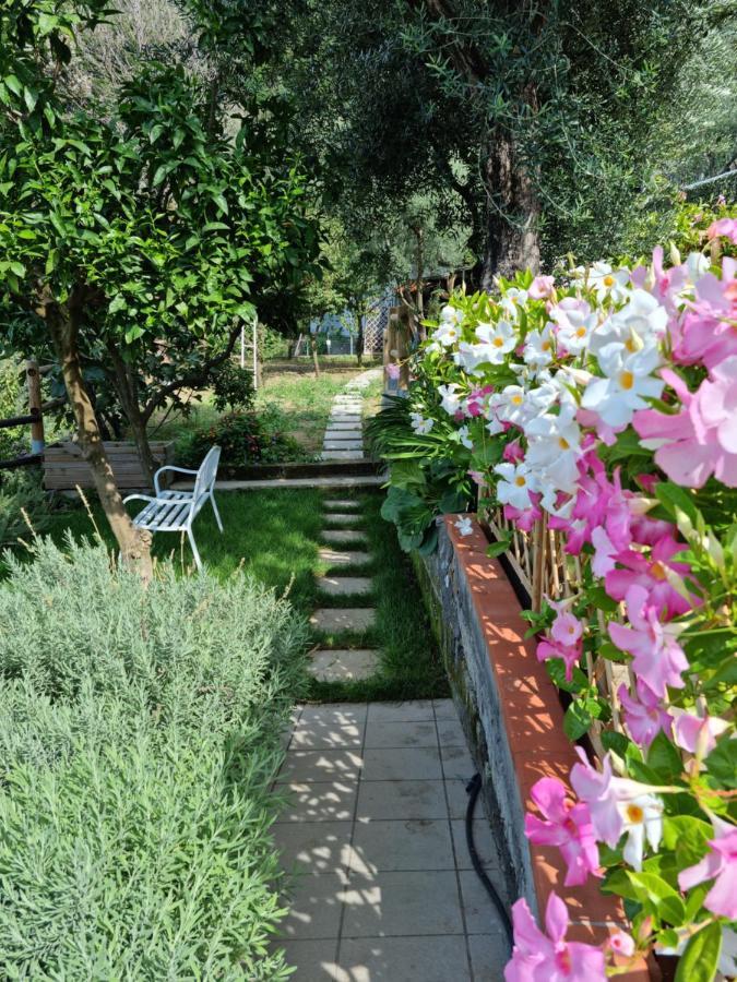 Olive - Moderno Tra Gli Ulivi Di * Sorrente