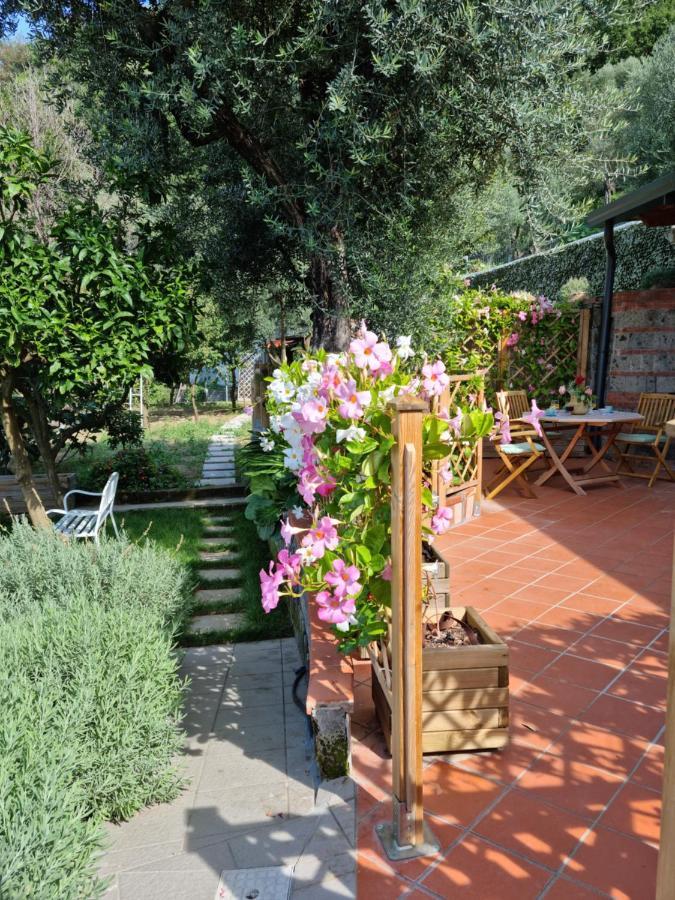 Olive - Moderno Tra Gli Ulivi Di