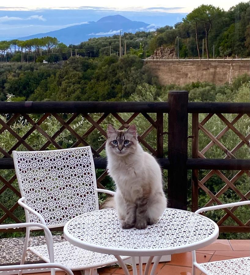 Olive - Moderno Tra Gli Ulivi Di Holiday home Sorrento