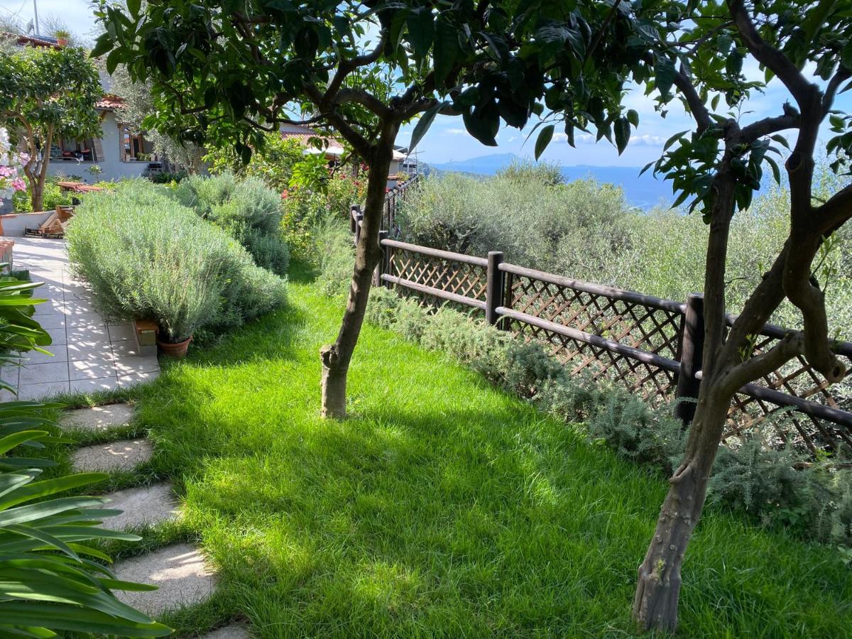 Olive - Moderno Tra Gli Ulivi Di Sorrento